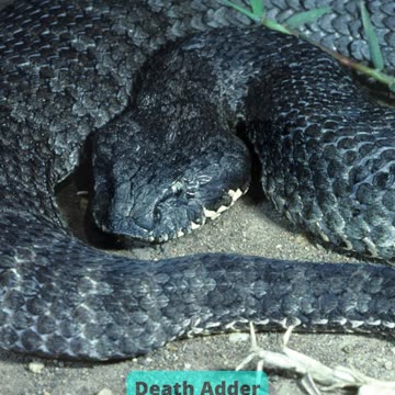 The 10 World's Deadliest Snakes Part 1