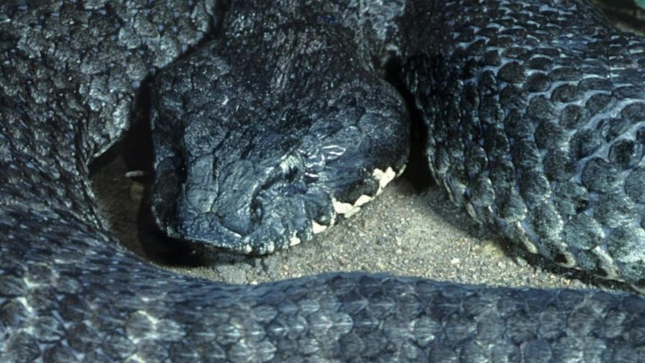 The 10 World's Deadliest Snakes Part 1