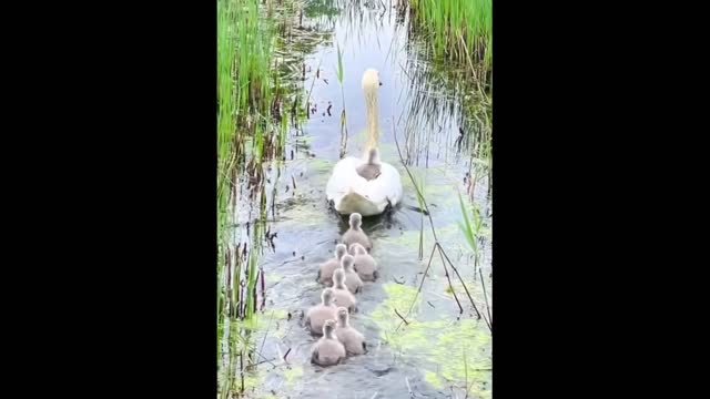 Cute baby animals Videos Compilation cute moment of the animals