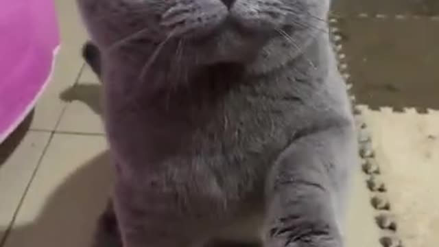 Very cute cat face