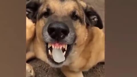 Funny animal video