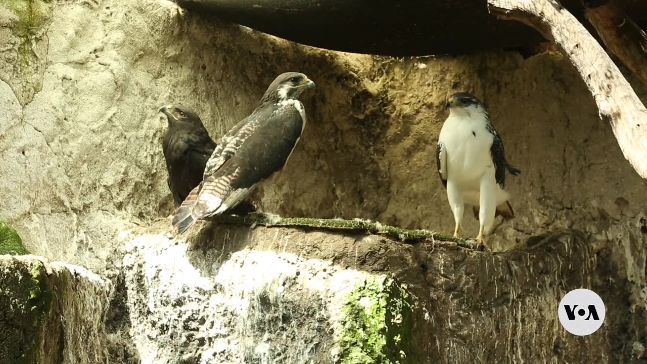 Kenya’s Electrical Wires, Poles Pose Threat to Rare Birds | VOANews