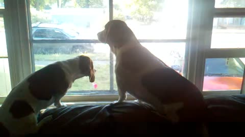 Maggie and Bandit barking at toy airplane