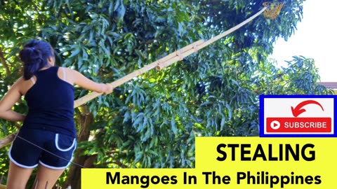 Stealing Mangoes from our favorite neighbors in the Philippines