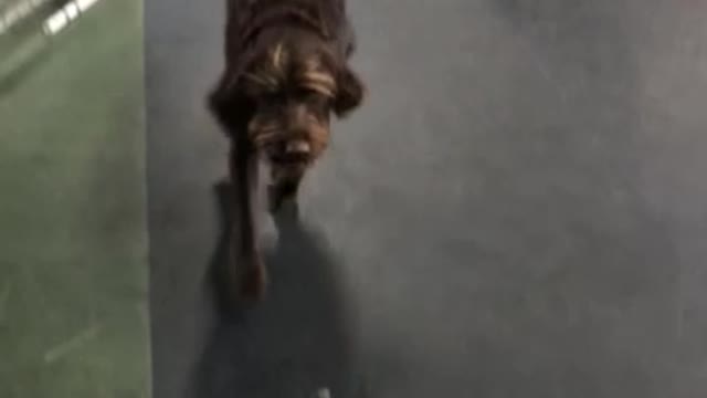 Duke will overcome any obstacle for his ball