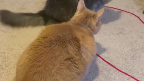 Two Wagging Tails Cats Playing a Little Game to Assert Dominance