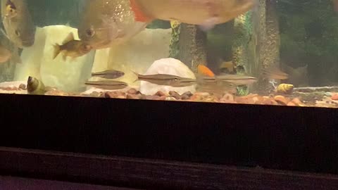 Piranhas feeding.