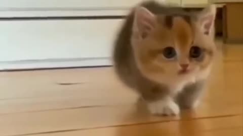Cute and funny cat video.