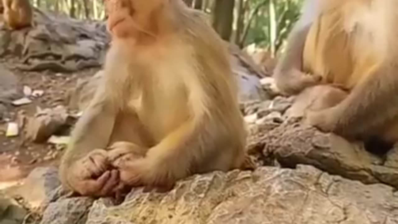 Monkey video Funny video