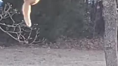 Funniest Cat And Dogs 😂 Funny Animal Videos