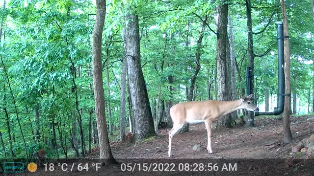 The Woods - 05/15/2022