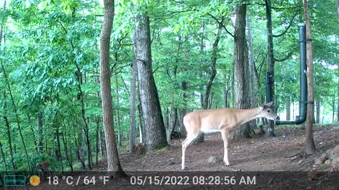 The Woods - 05/15/2022
