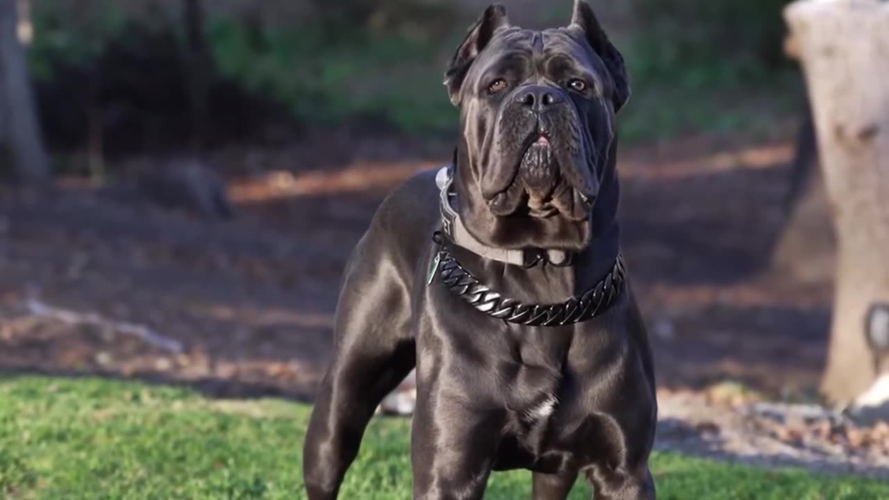 Dogs lovers putbullg very nice video