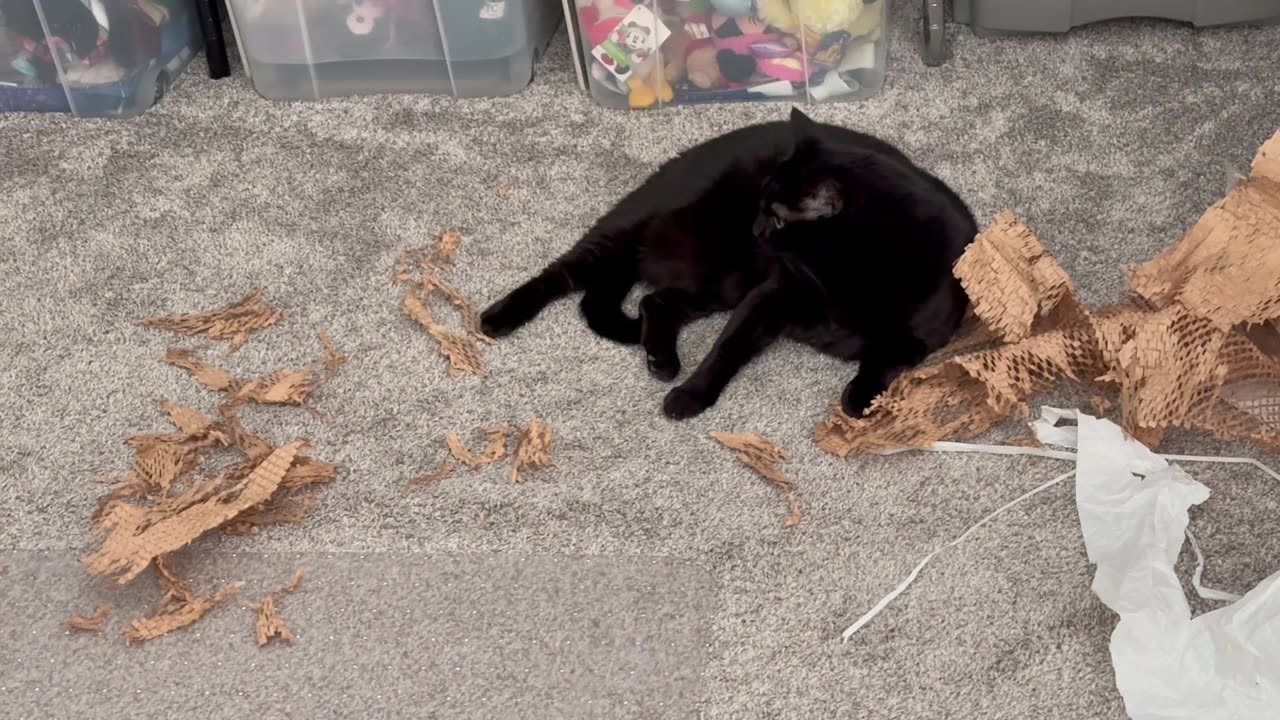 Cute Precious Piper Does a Good Job Playing with the Paper - Adopting a Cat from a Shelter Vlog