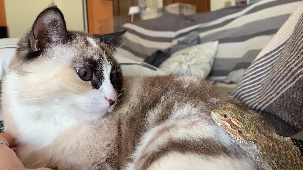 Cat and Lizard Become Friends