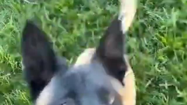 Brain training for dog | Dog training |#shorts #Dogtarining