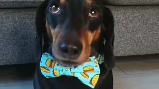 Dachshund Balances Taco on Head