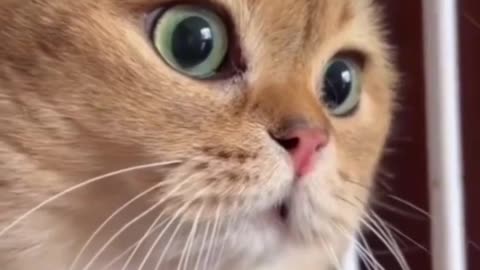 Episode_16 #trending #catsoftiktok #cat #cutecat #viralvideo #foryoupage #foryou