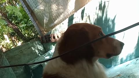 O betovem querendo pescar