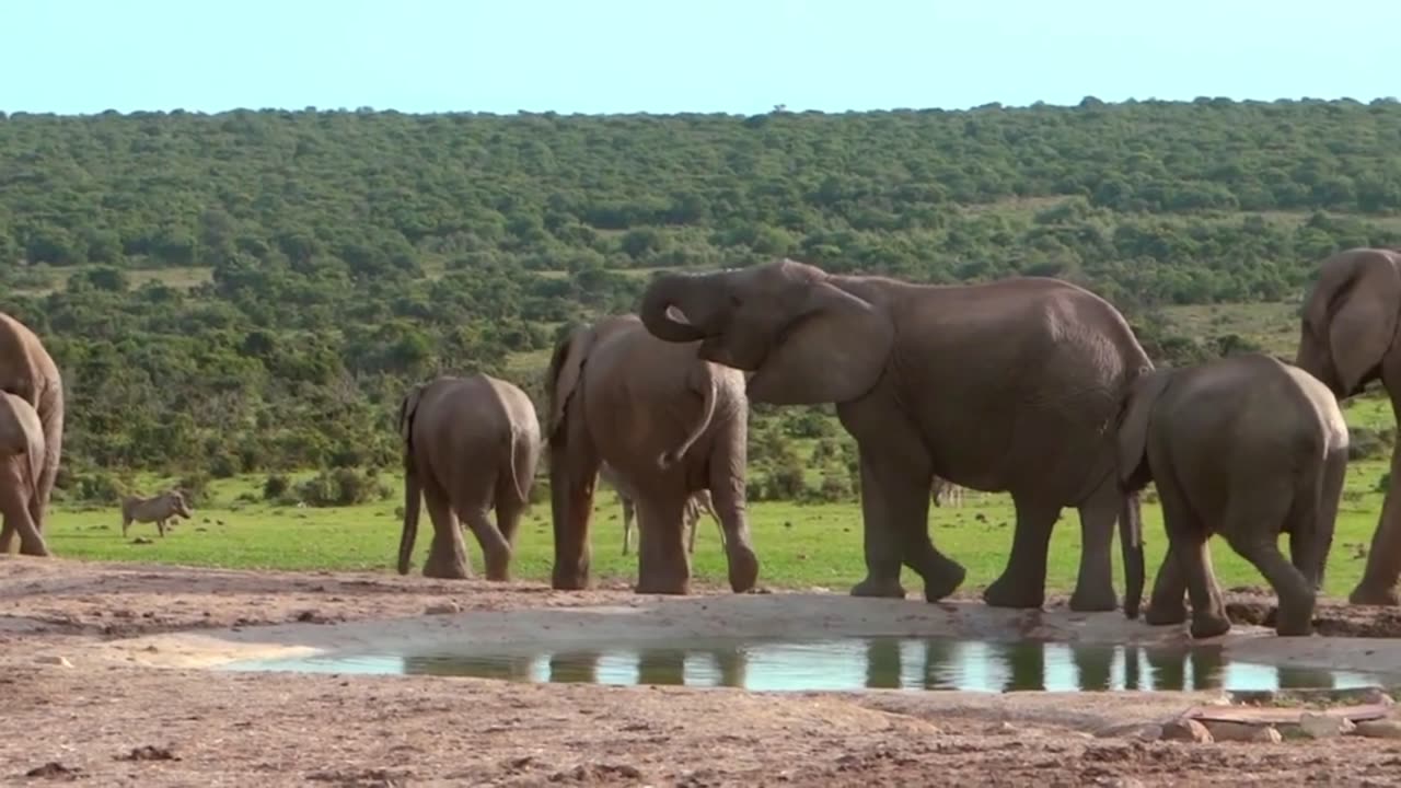 "Jungle Royalty: The Crowned Kings and Queens of Elephants"