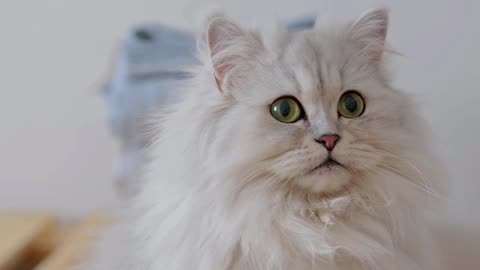 Adorable Mufasa Cat Lost in Its Own World | Cute and Funny Cat Video on Rumble