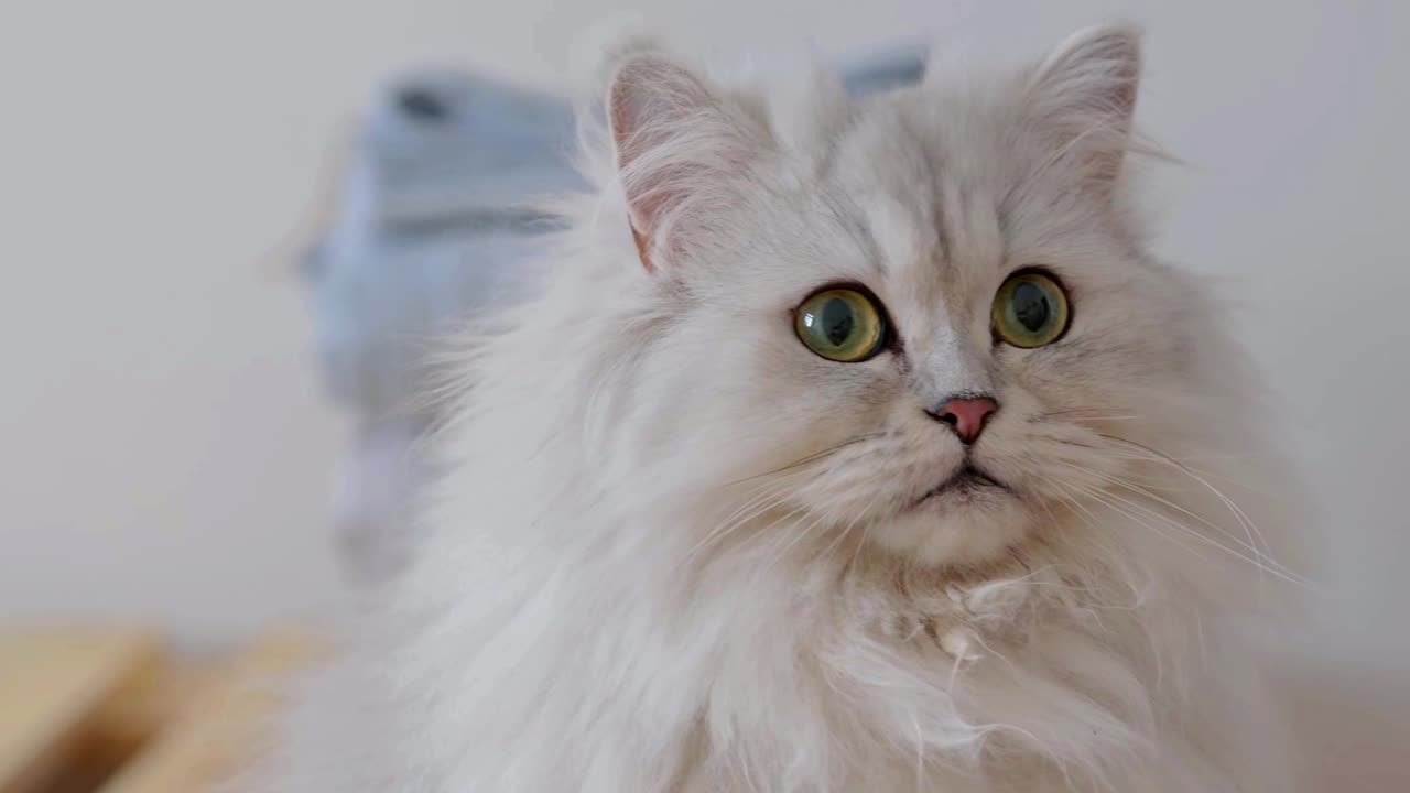 Adorable Mufasa Cat Lost in Its Own World | Cute and Funny Cat Video on Rumble