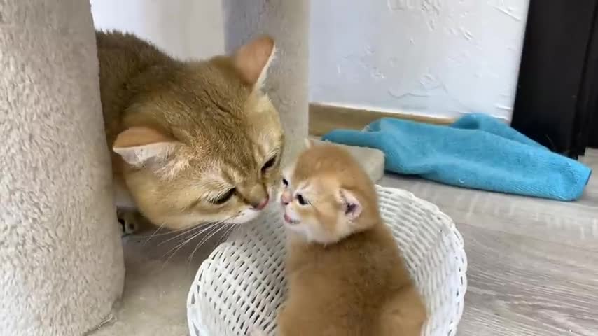 Dad cat will never get used to meeting a kitten