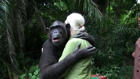 Jane Goodall Releases Chimp - felling