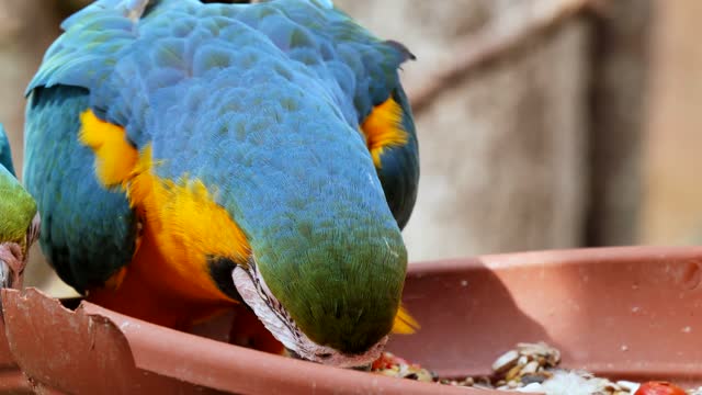 Funny Parrots / Cute and Funny Parrot Videos Compilation (2021)