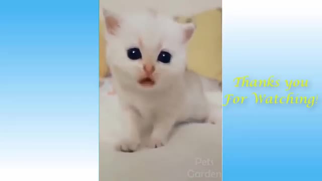 Funny Pets