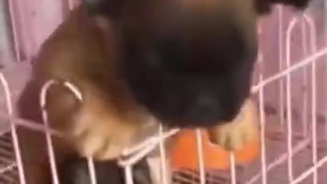 Funny cat videos 2021 #8