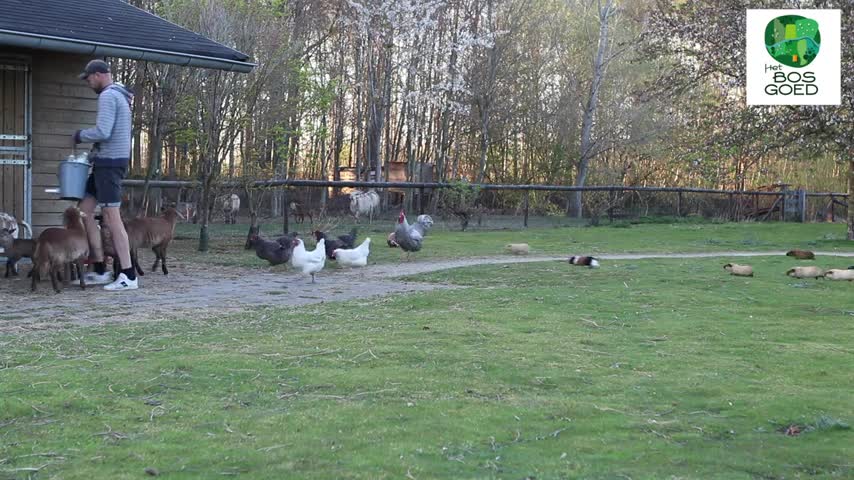 Feeding guinea pigs and the lambs