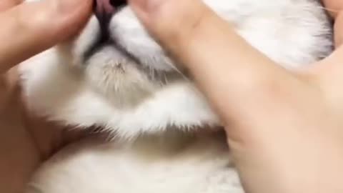 Cute Cat