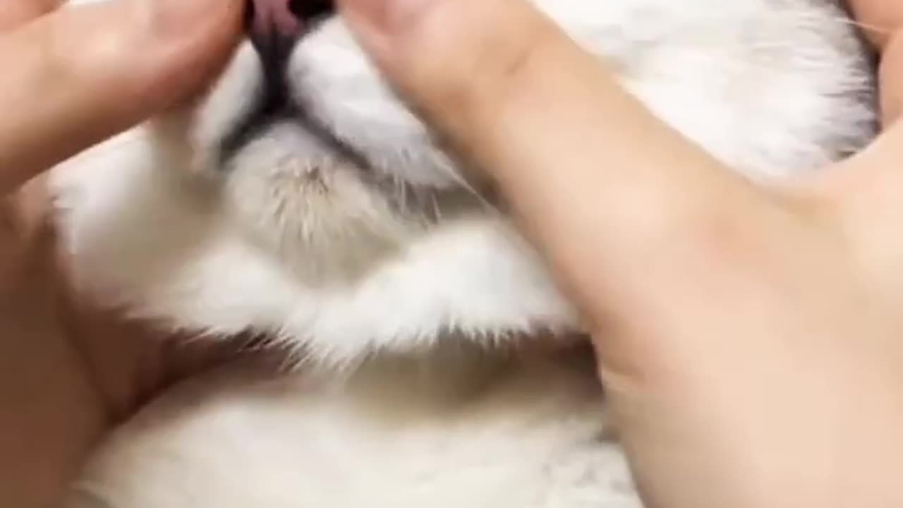 Cute Cat