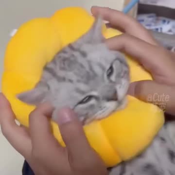 Funny_Cats😀#shorts(