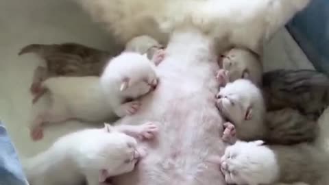 Very cute newborn kittens😻🍼😽