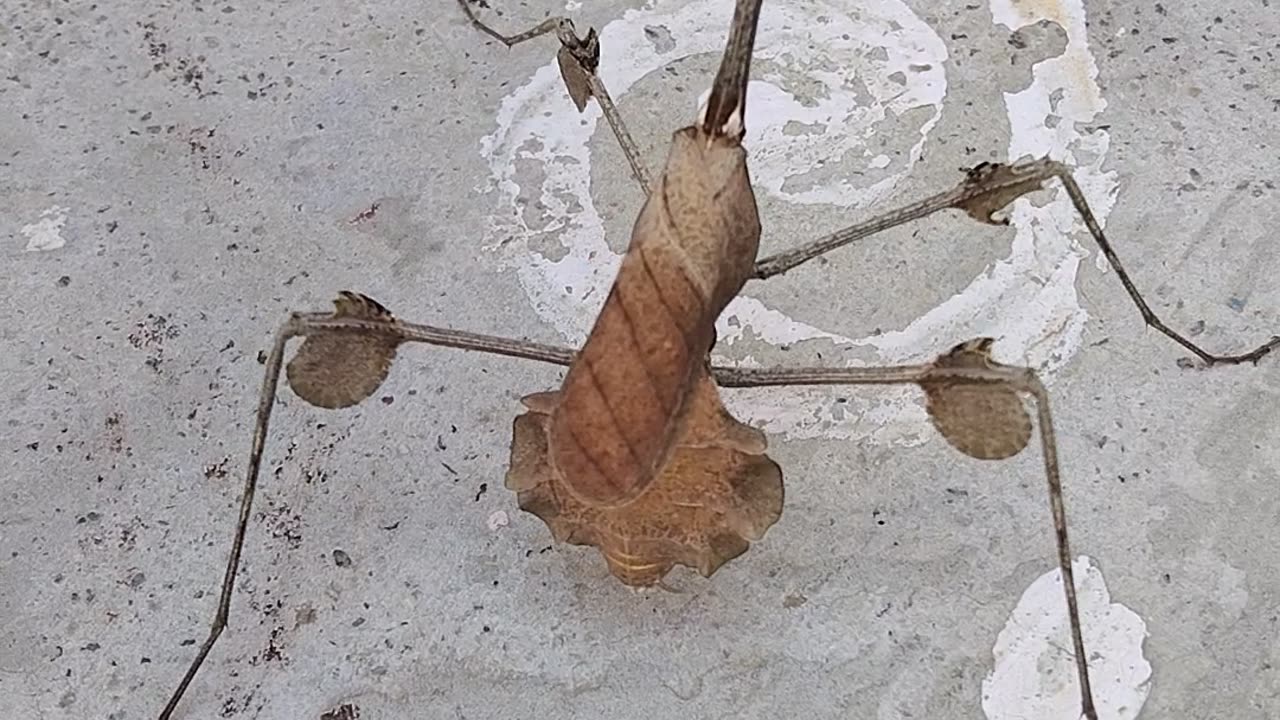 This is the very daingurus and little animal funny walking