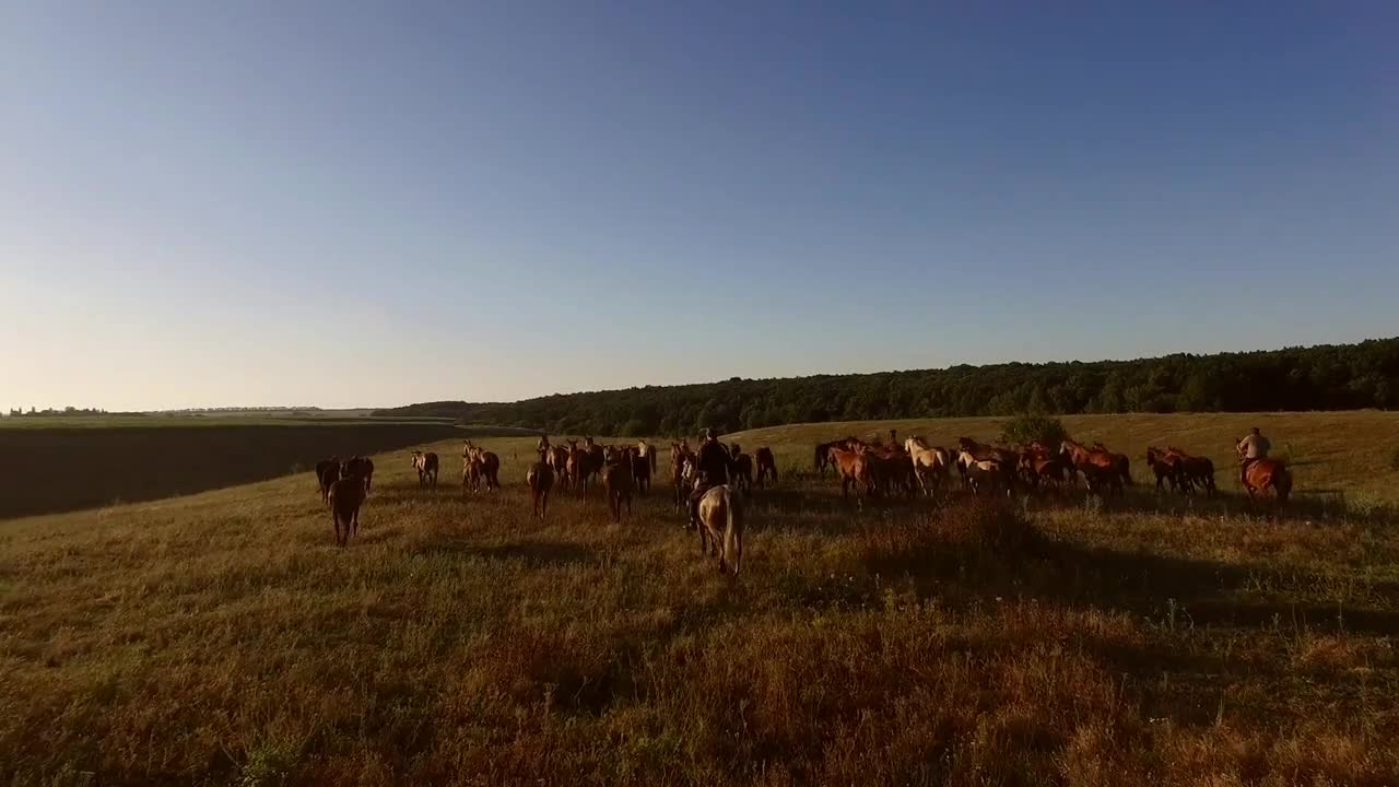 Horses running on a meadow. Two men riding horses. Shepherds and herd