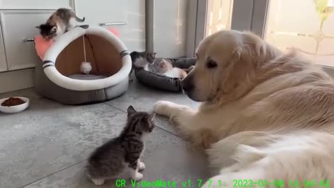 Golden Retriever and Tiny Kittens