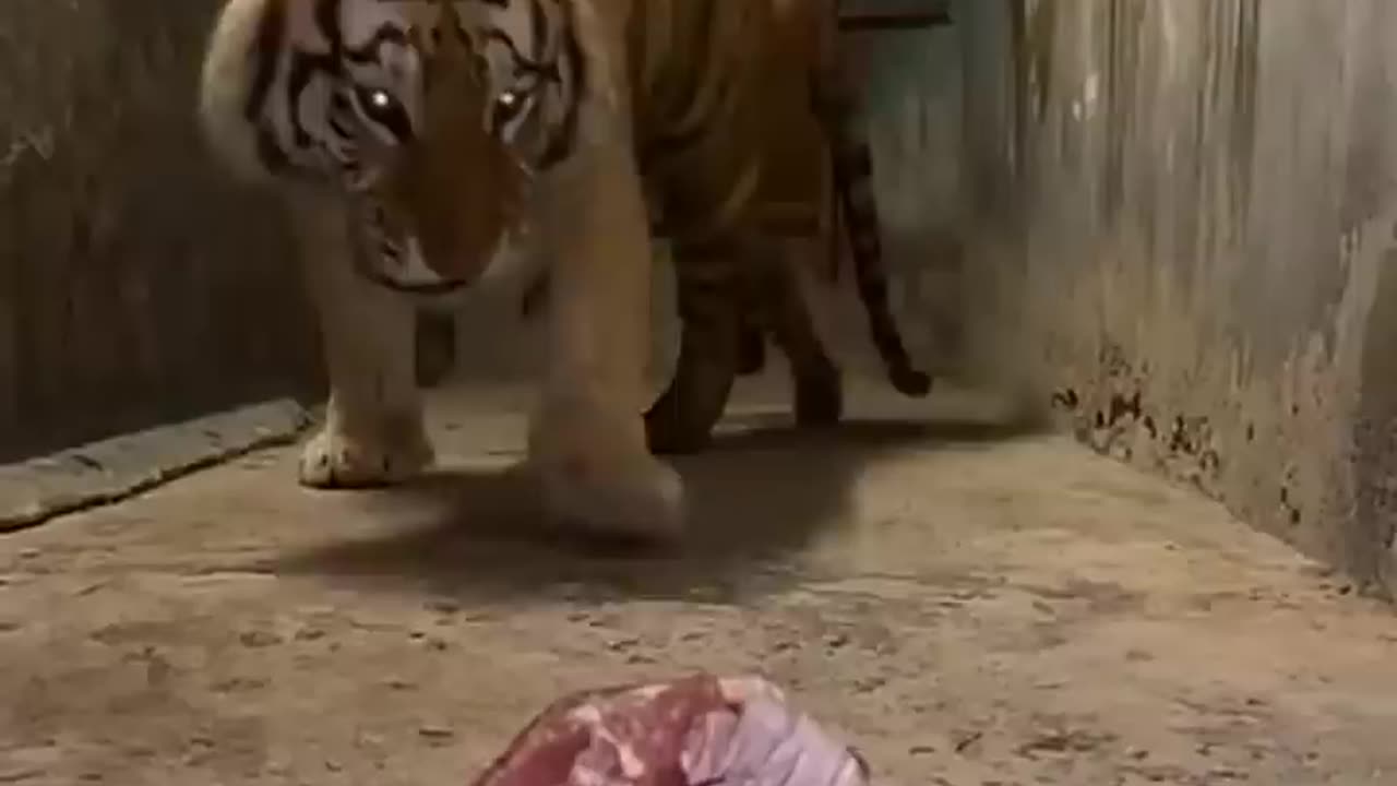 Tiger eating food