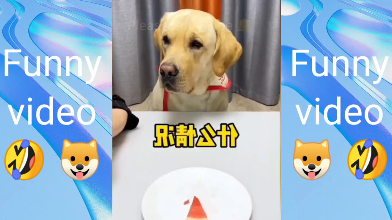 Funny animals video