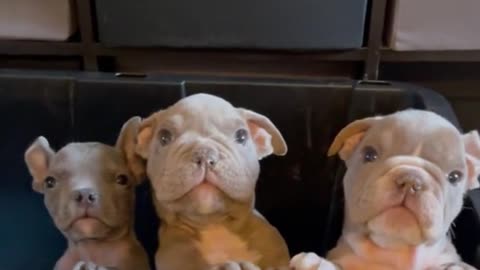 Three dogs in a bucket look so funny