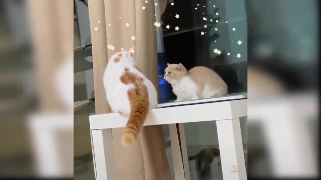 Baby Cats - Cute and Funny Cat Videos Compilation