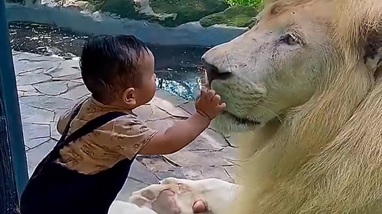 How to Unload LIONS _wildlife _animal _fun(720P_HD)