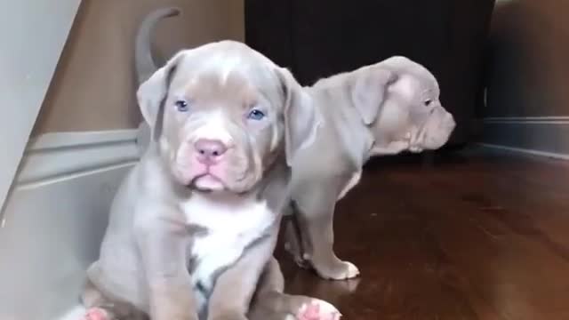 Two cute puppies