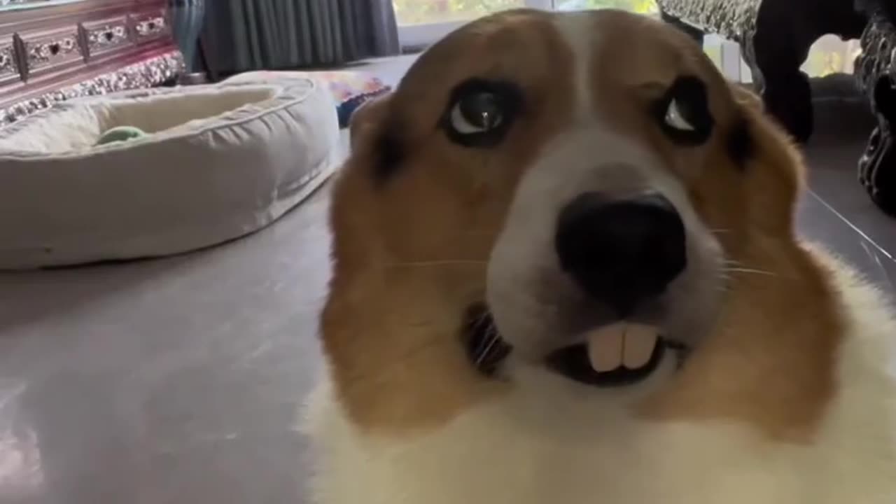Dog face very funny