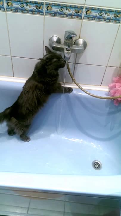 Cat loves the water tap