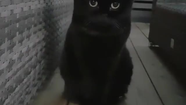 what the black cat is looking at