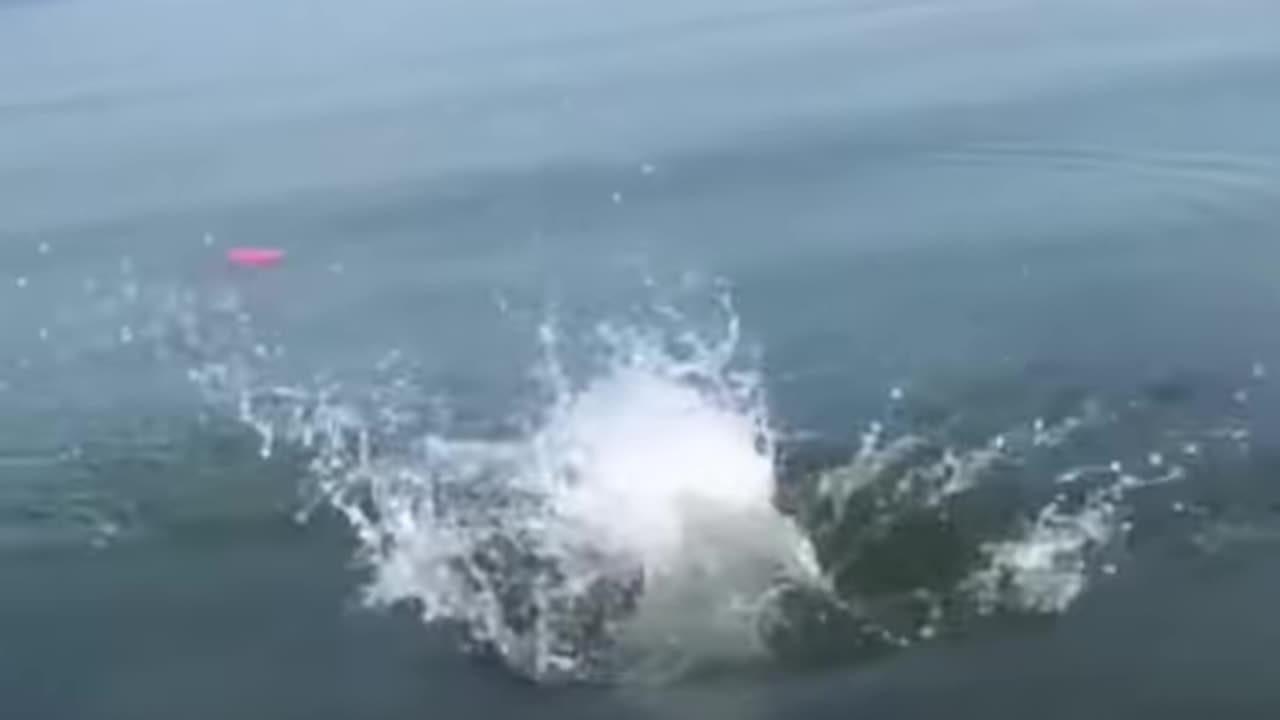Funny video