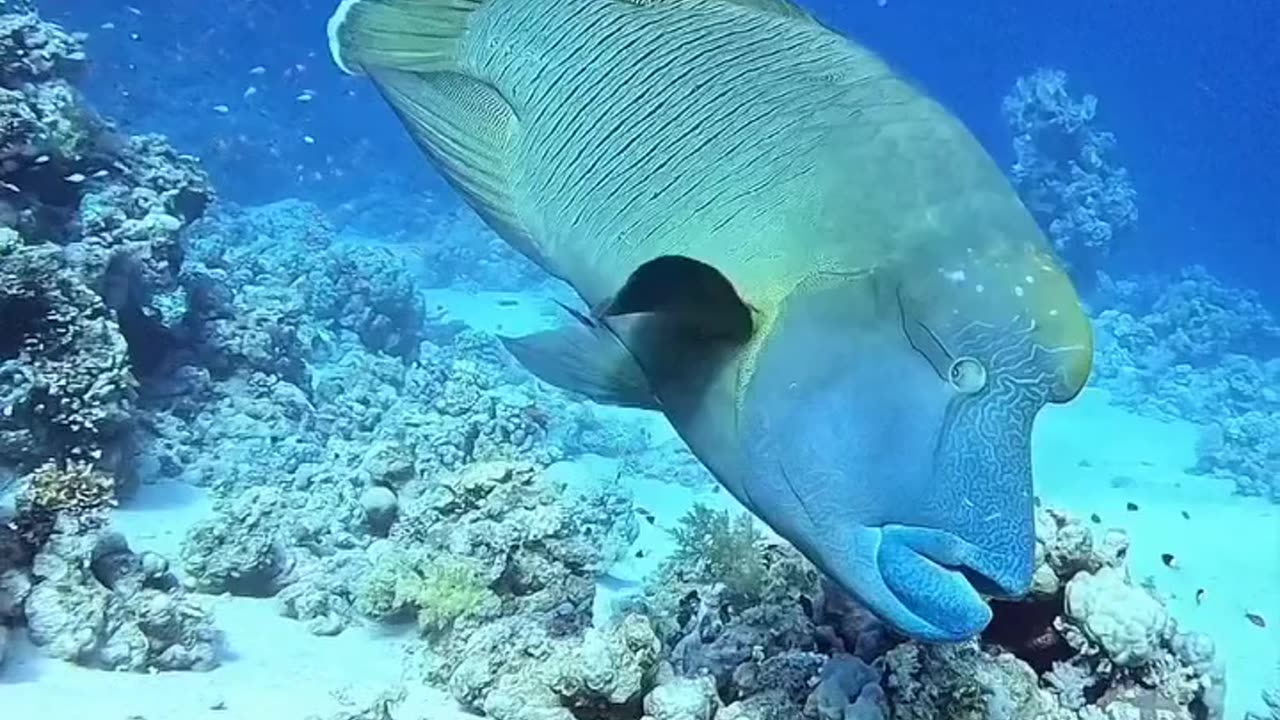 Amazing Ocean Life View 😱